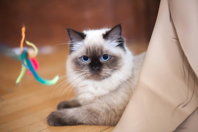 Ragdoll cat breed